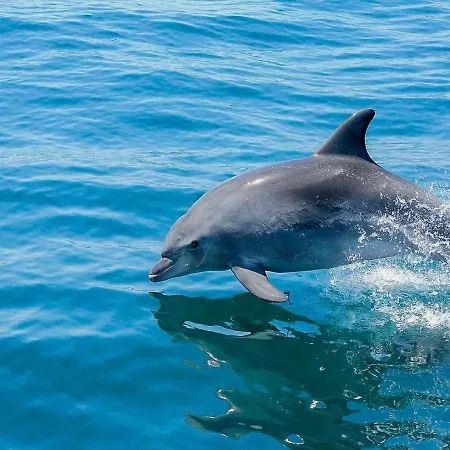V4, Jardins Branqueira7 Near Beach, * Albufeira